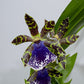 Orhideja Zygopetalum Louisendorf SMARŽO!