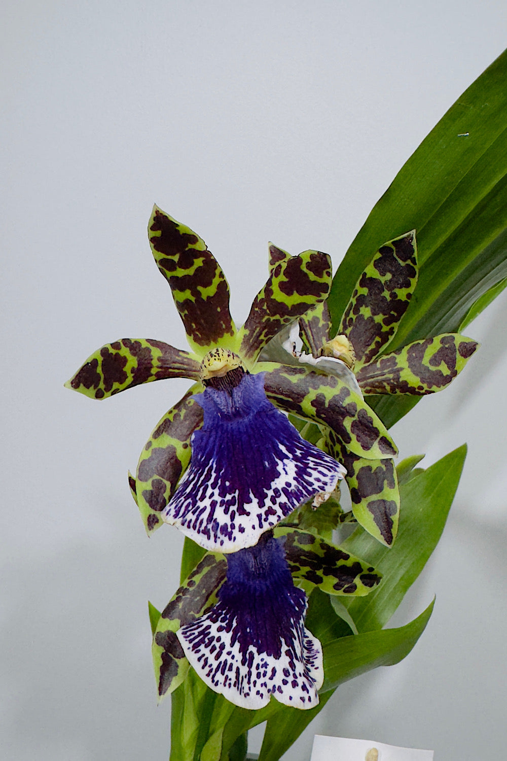Orhideja Zygopetalum Louisendorf SMARŽO!