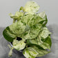 Epipremnum Happy Leaf