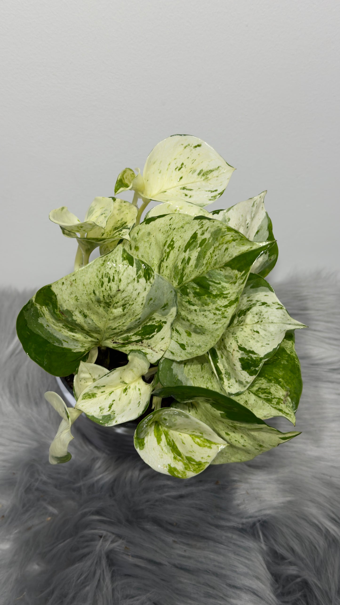 Epipremnum Happy Leaf