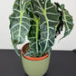 Alocasia Polly