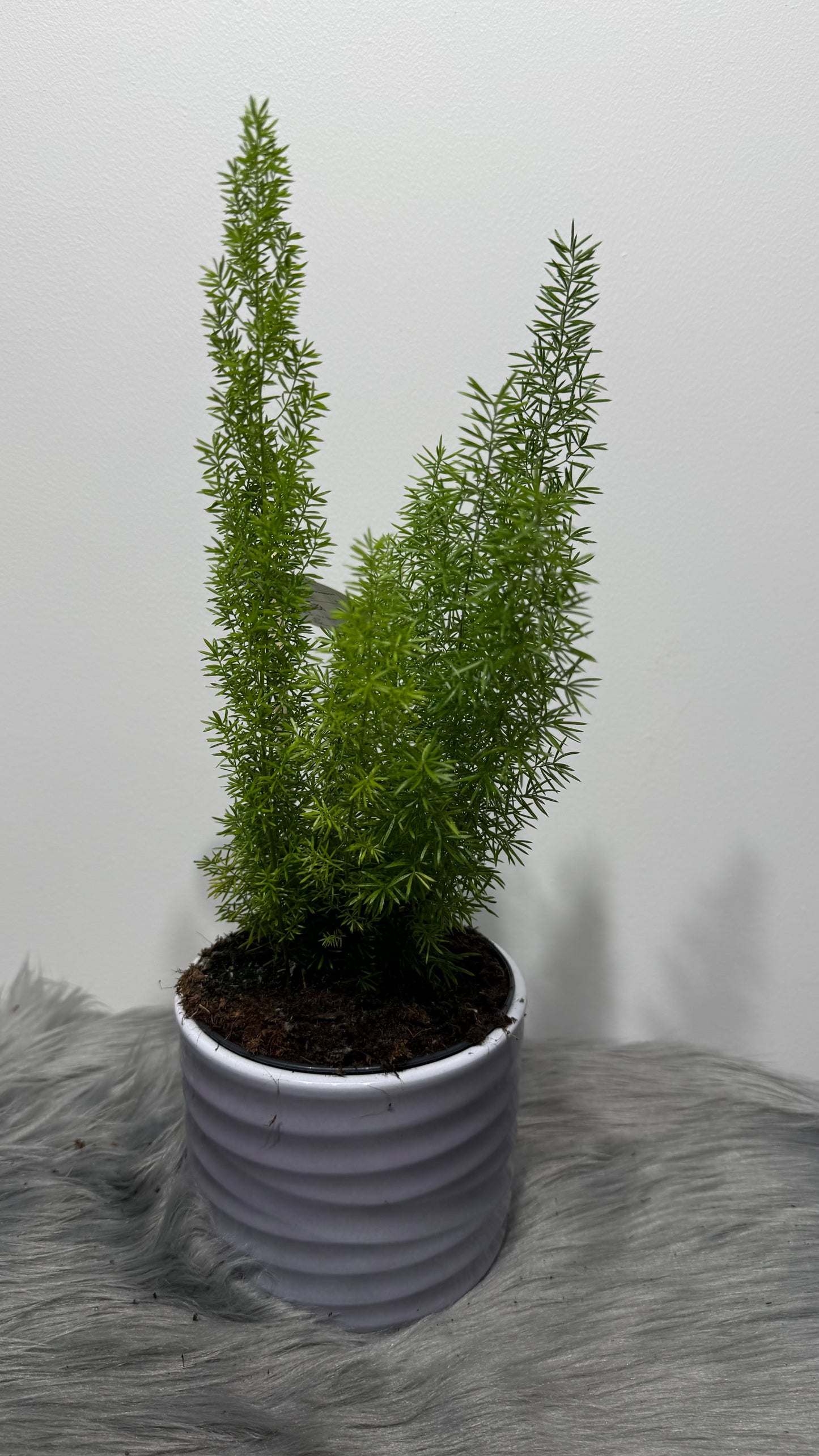 Asparagus Densiflorus