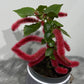 Acalypha Hispida