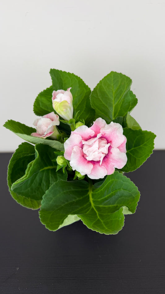 Sinningia Brocade Pink