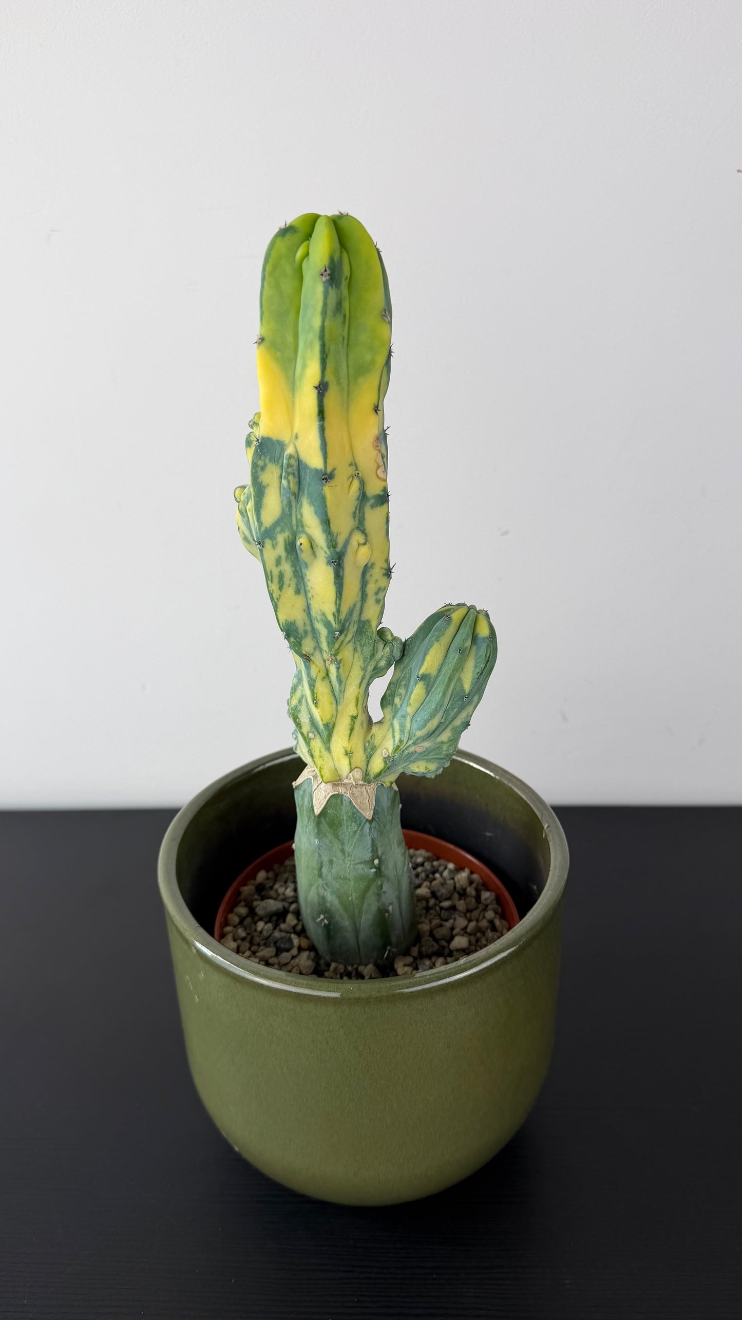 Myrtillocactus Geometrizans 'Fred' Variegated
