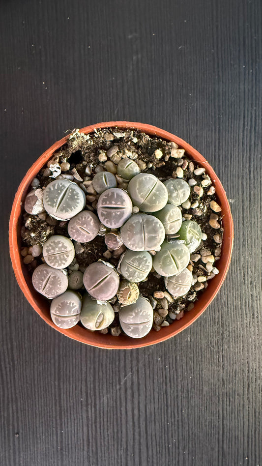 Lithops 6