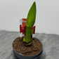 Hippeastrum Top choise