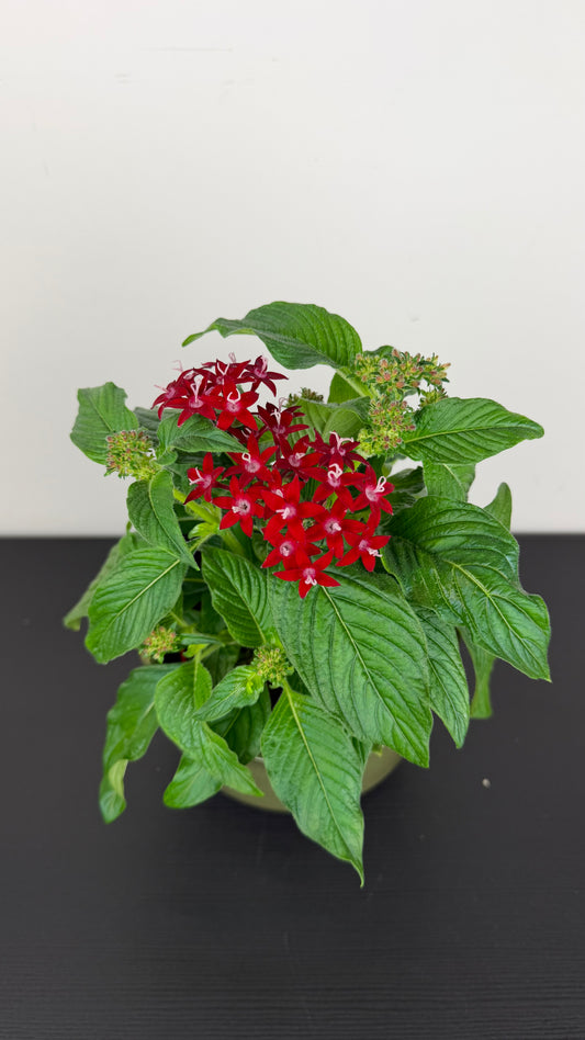 Pentas Graffiti Lips Red