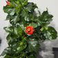 Hibiscus orange