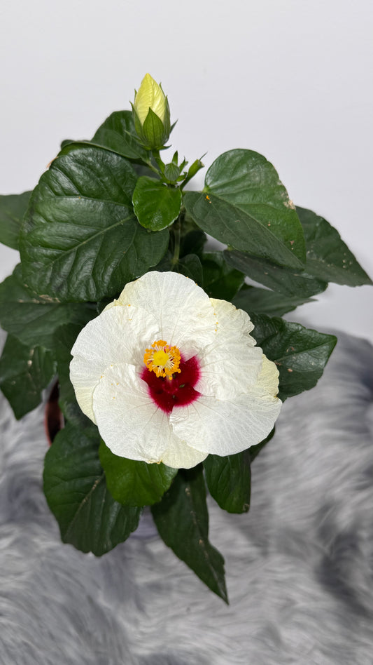 Hibiscus white with red