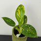 Philodendron Green Congo