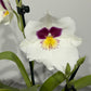 Orhideja Miltoniopsis 1