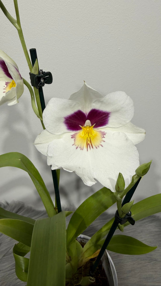 Orhideja Miltoniopsis 1