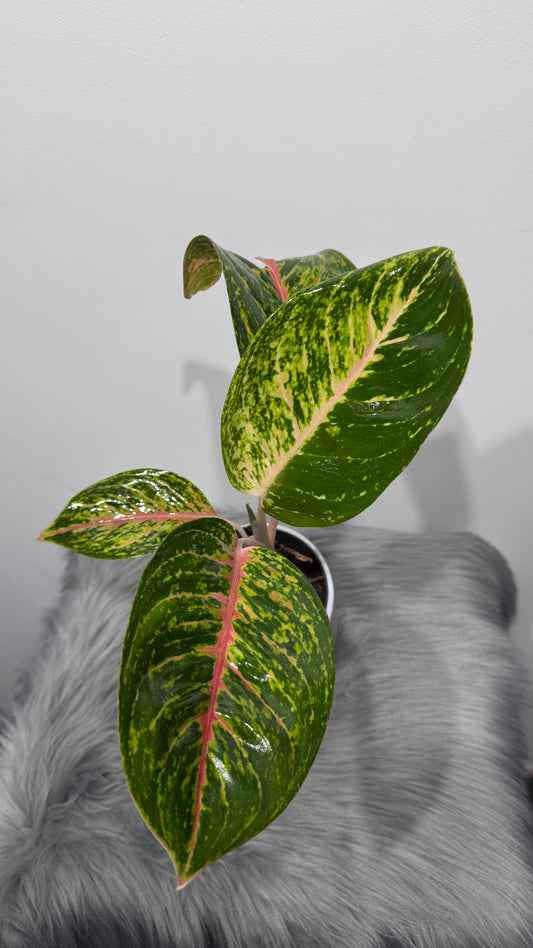 Aglaonema 12