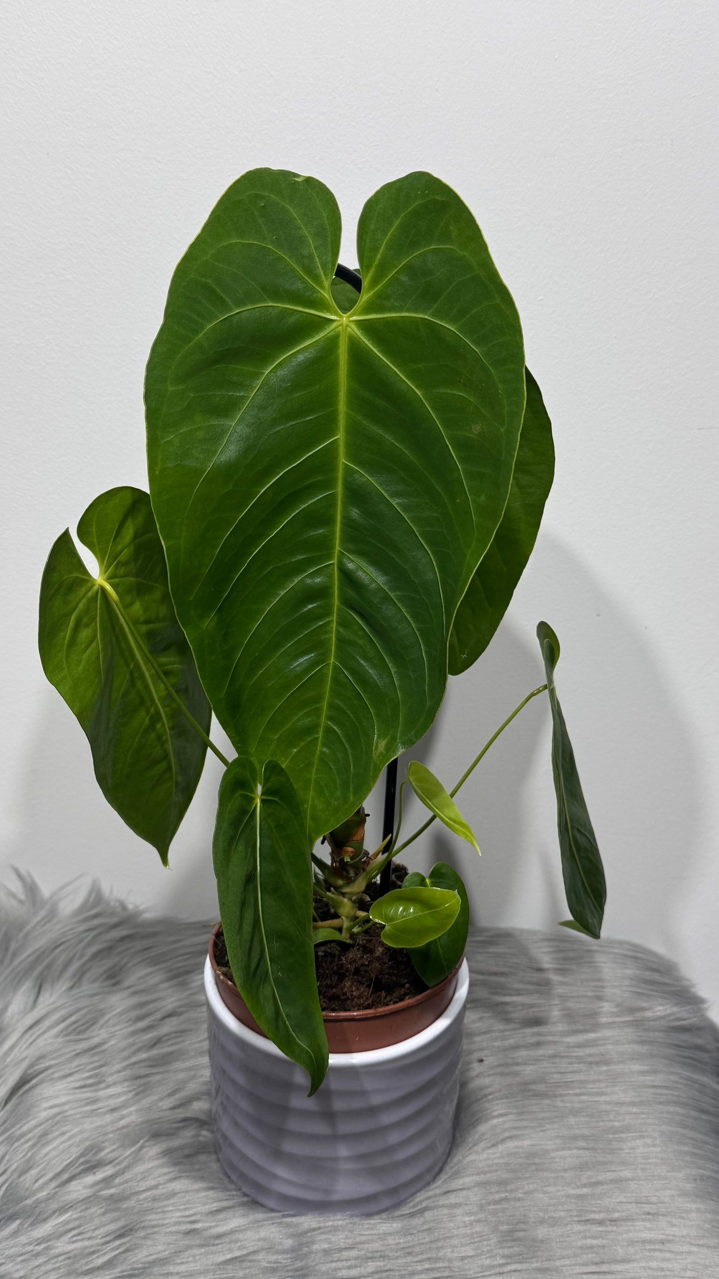 anthurium queremalense care Anthurium Queremalense – www.augi-plants.lv