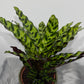 Calathea 1