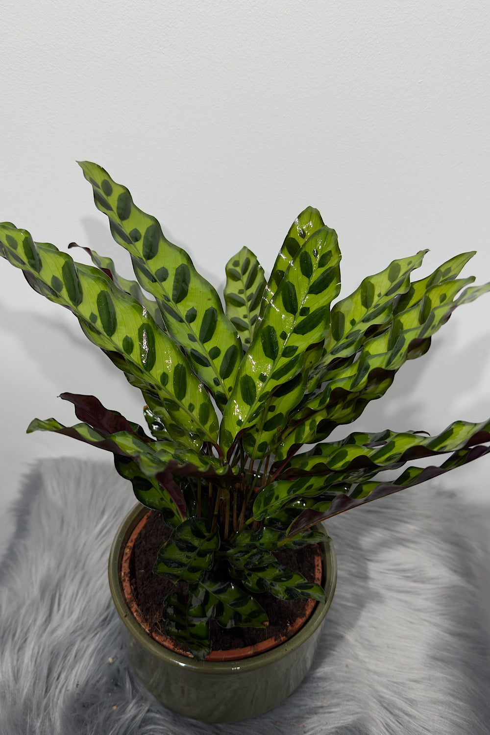 Calathea 1