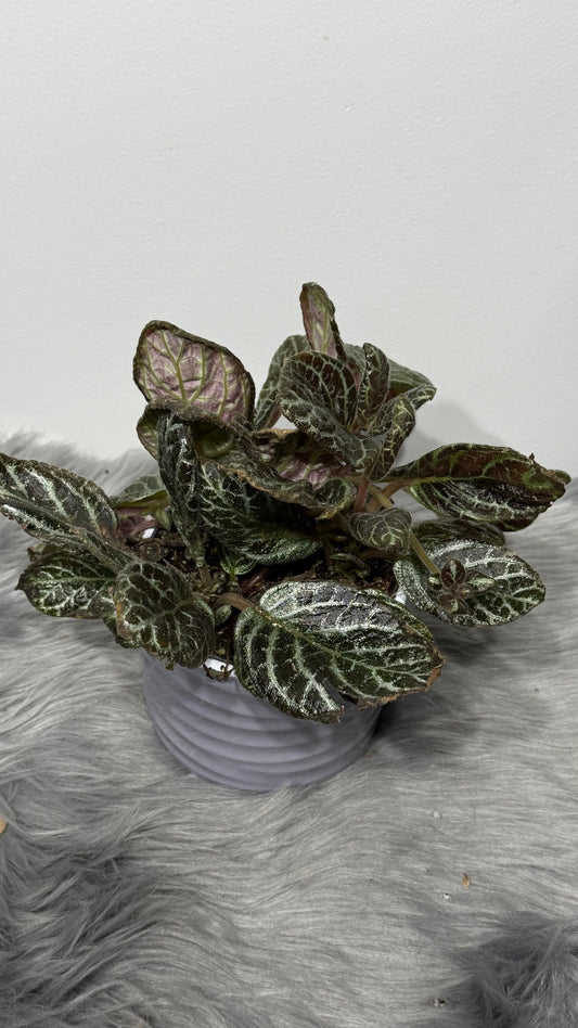 Episcia 3