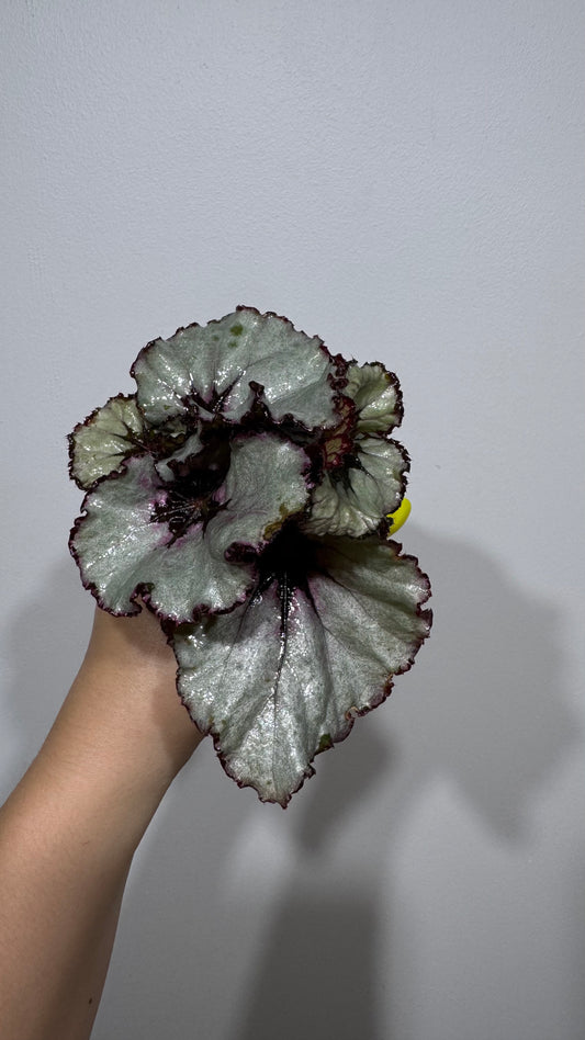 Begonia Rex 4