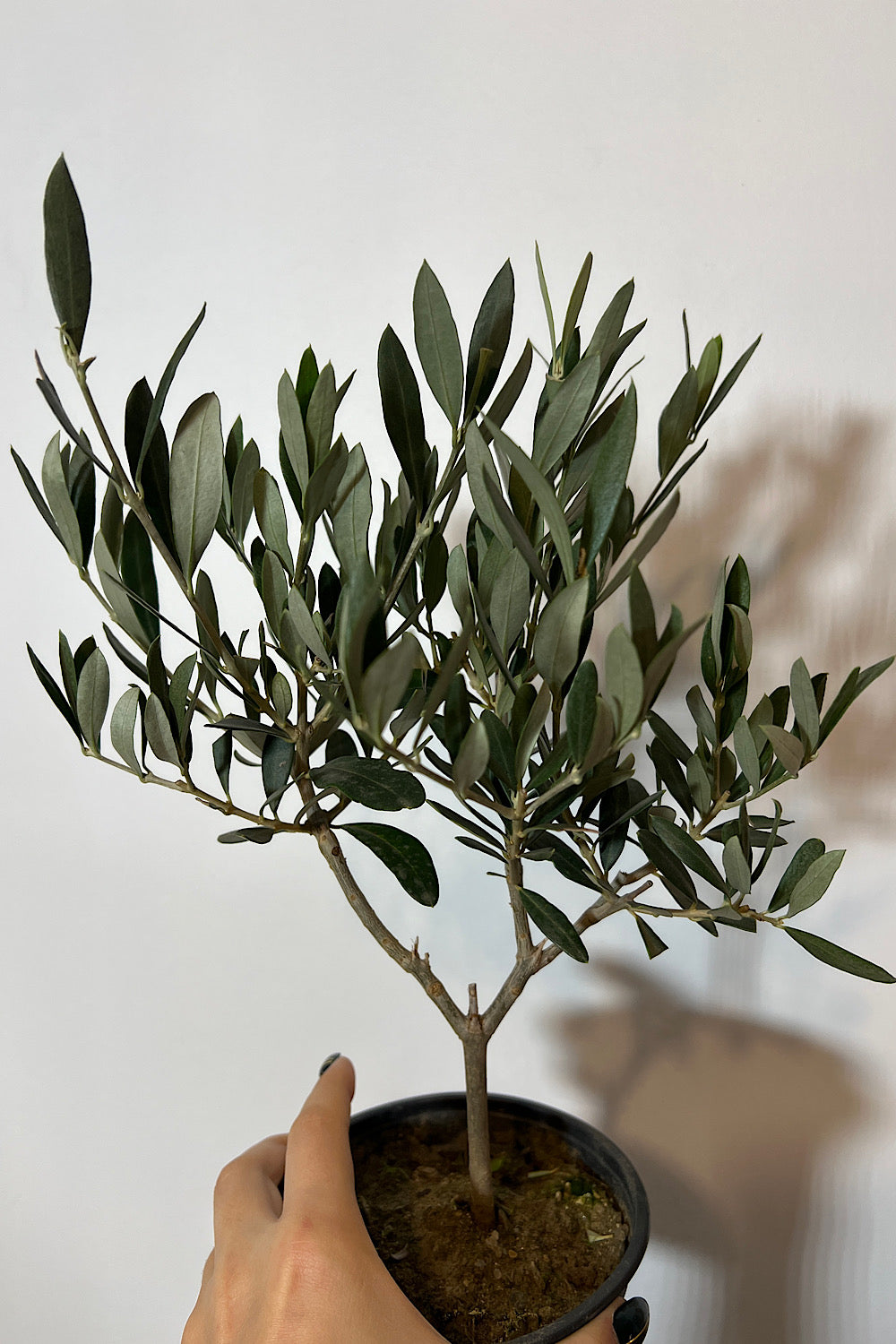 Olea Europaea