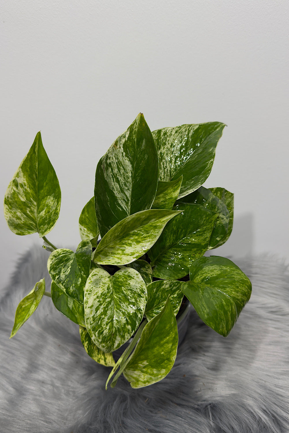Epipremnum pinnatum 'Marble Queen'
