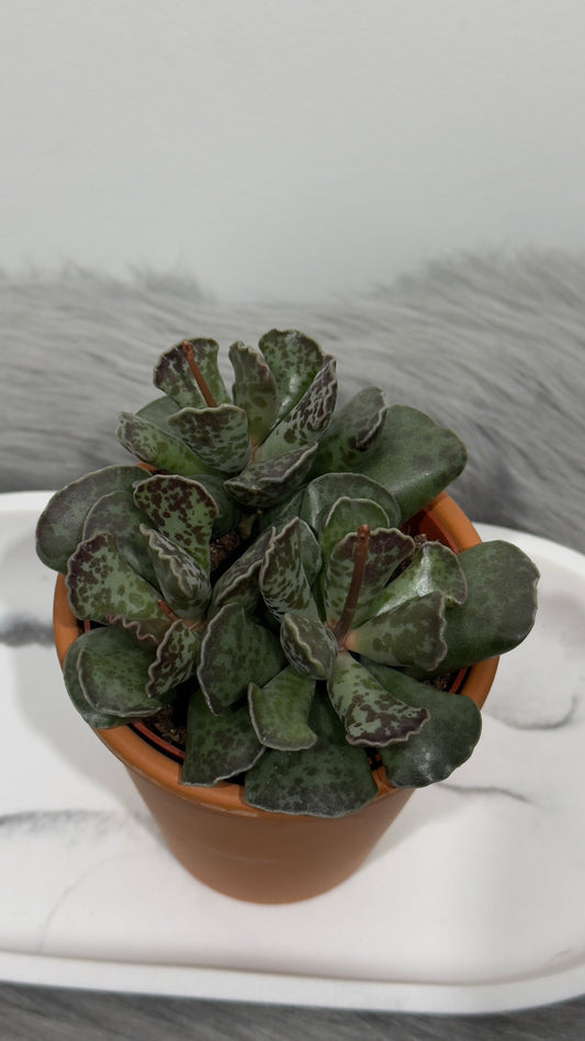 Adromischus 3