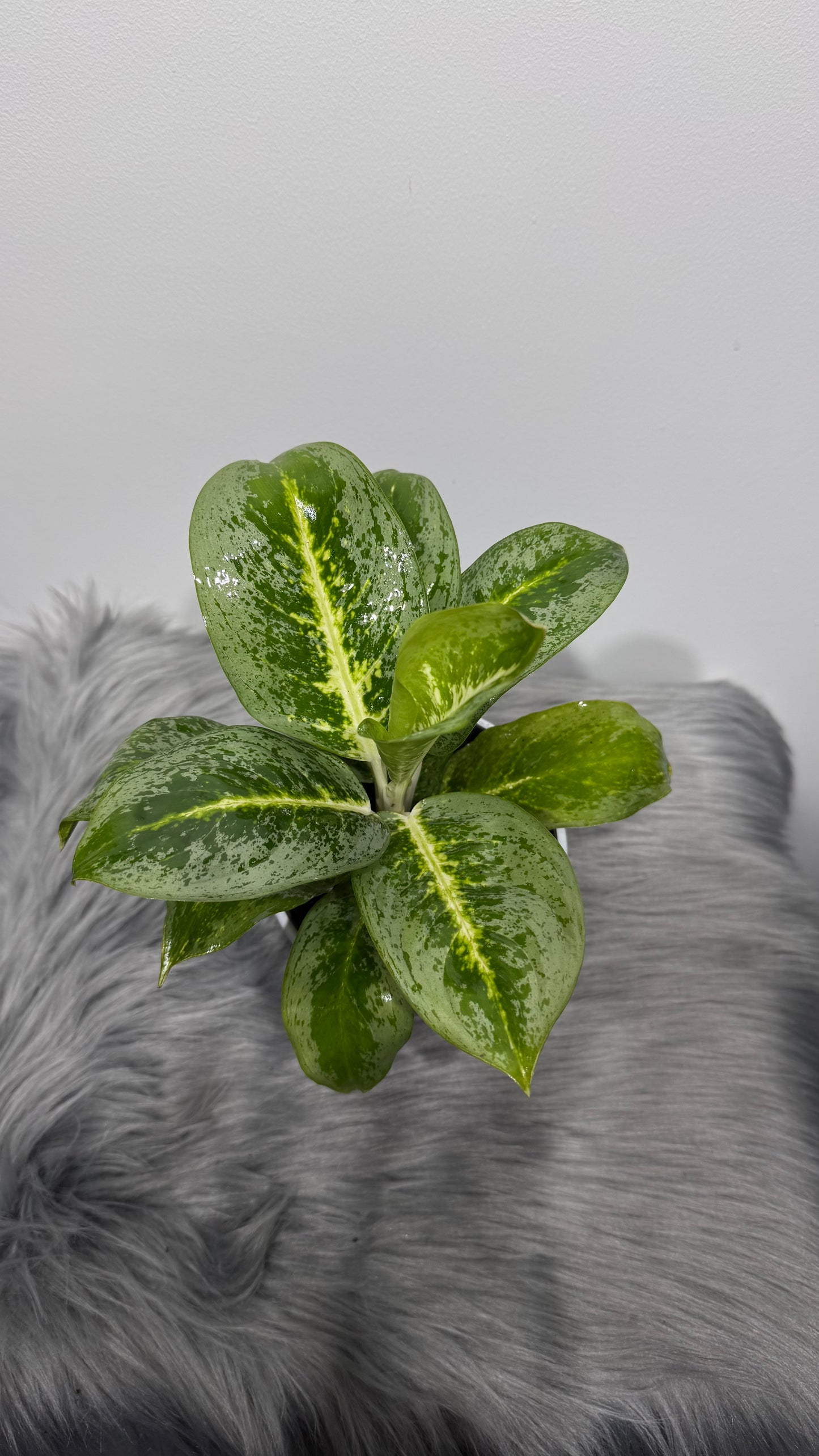 Aglaonema 18