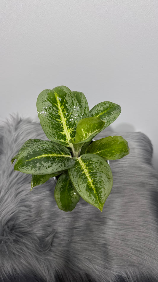 Aglaonema 18