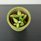 Hoya Mix