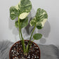 Monstera Thai Constellation 3