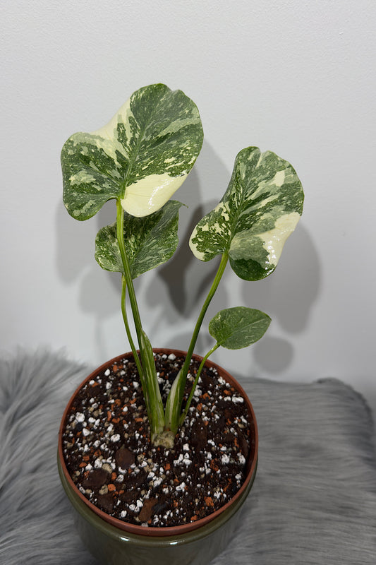 Monstera Thai Constellation 3