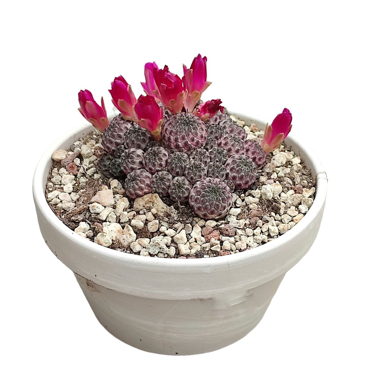 Solcorebutia Rauschii violacidermis