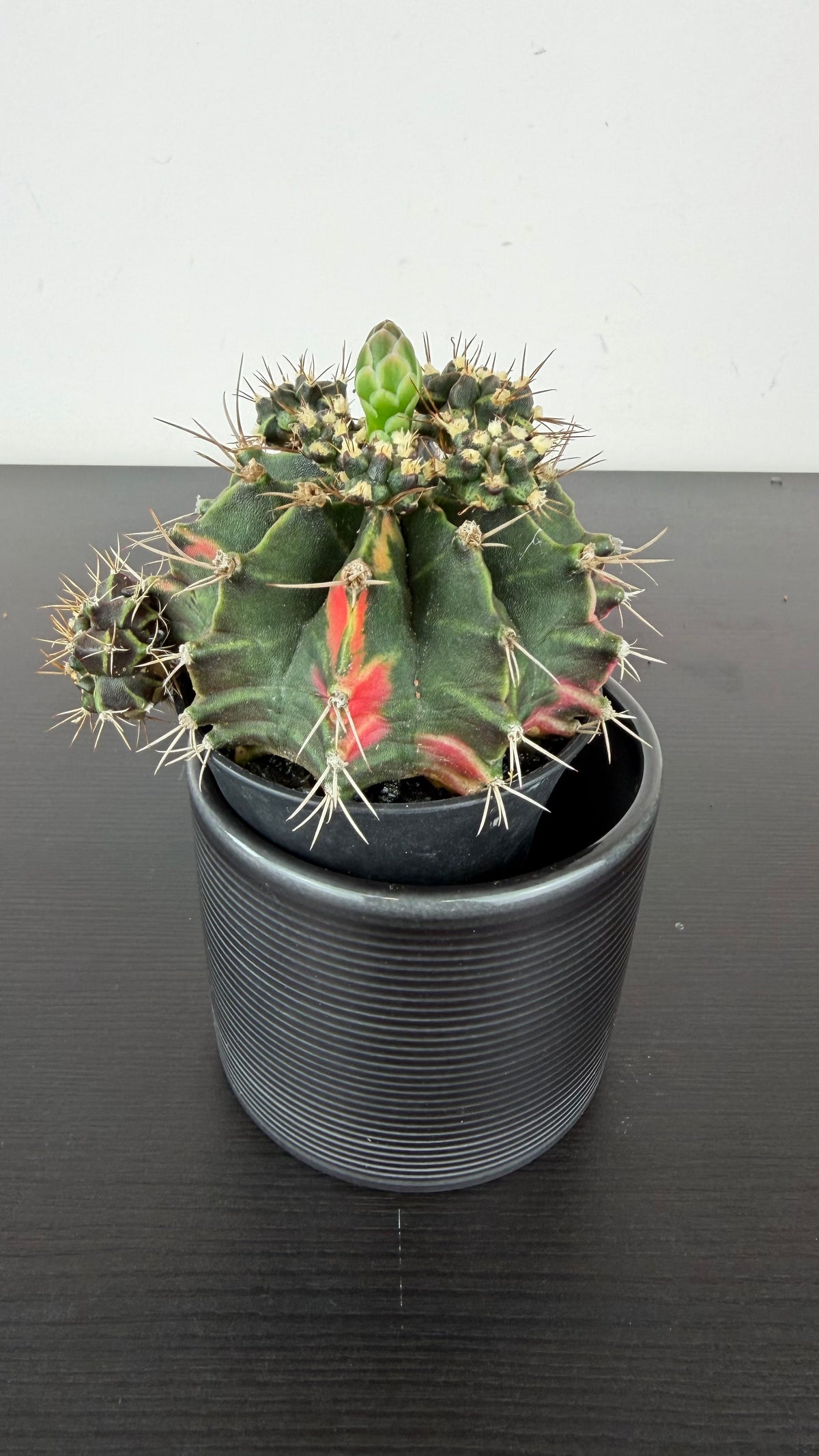 Gymnocalycium mihanovichii variegata