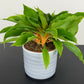 Chlorophytum Or Fire Flash