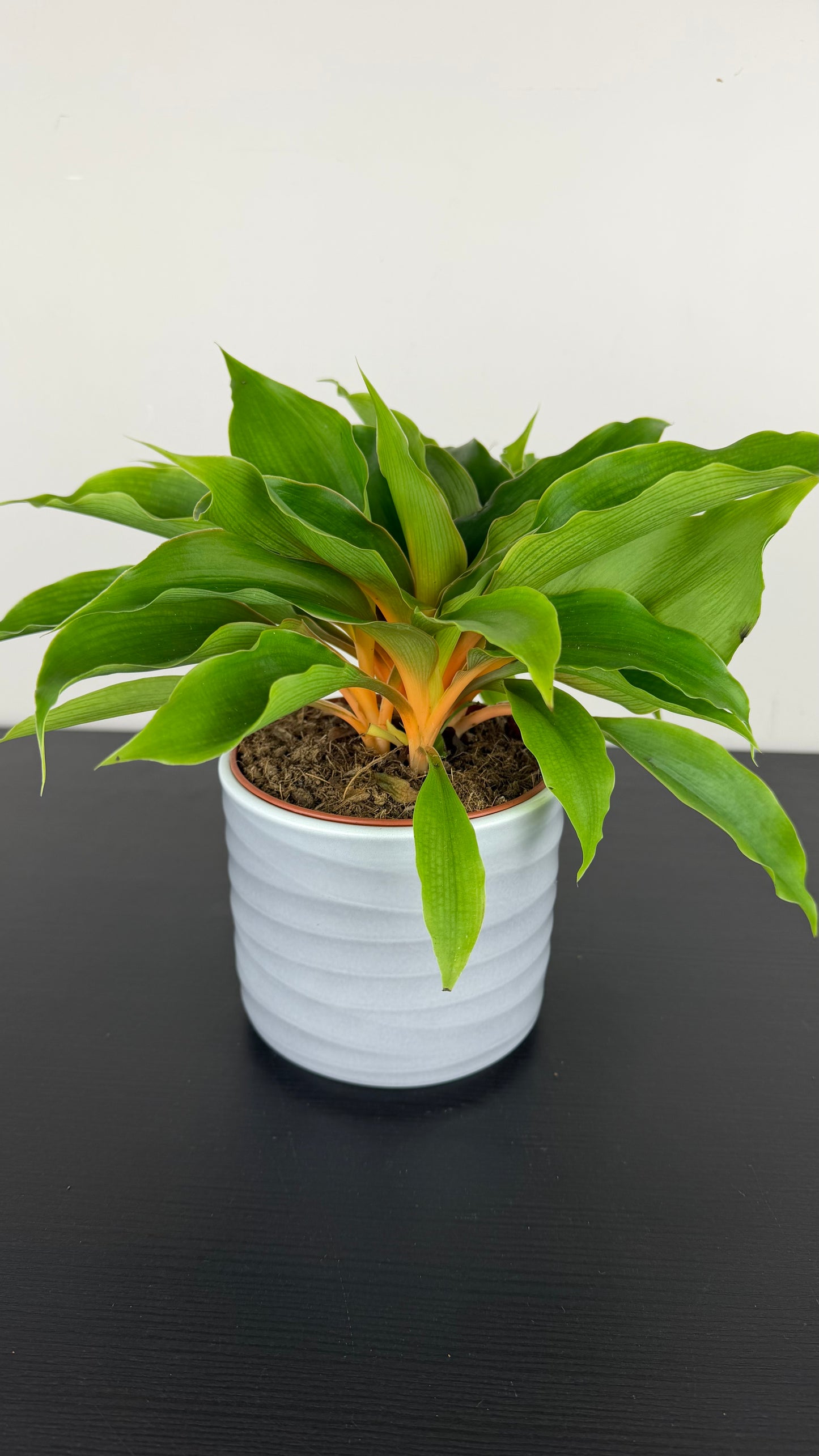 Chlorophytum Or Fire Flash