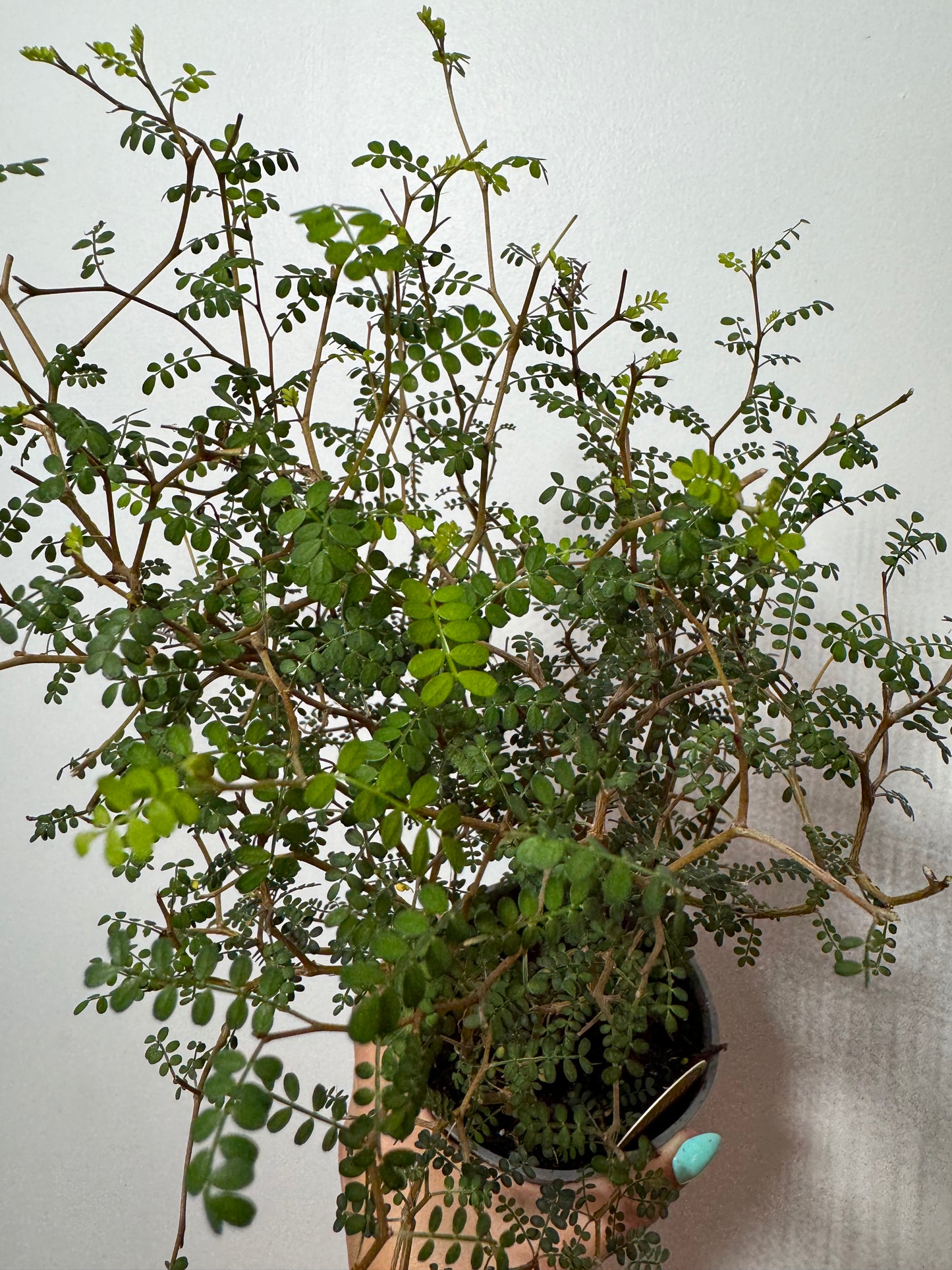 sophora plant indoor Sopho Little Baby – www.augi-plants.lv