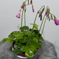 Oxalis Amarantha