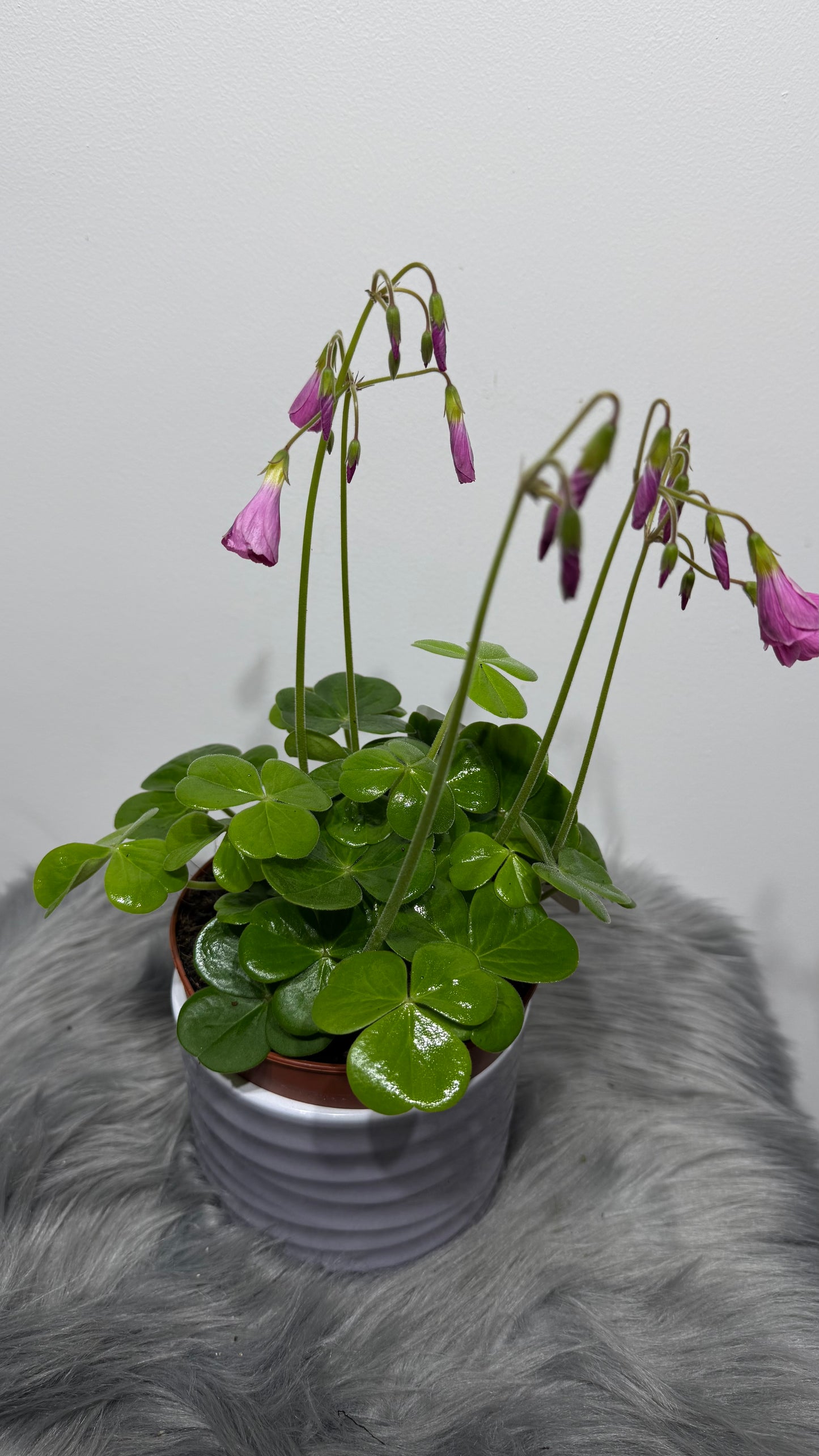 Oxalis Amarantha