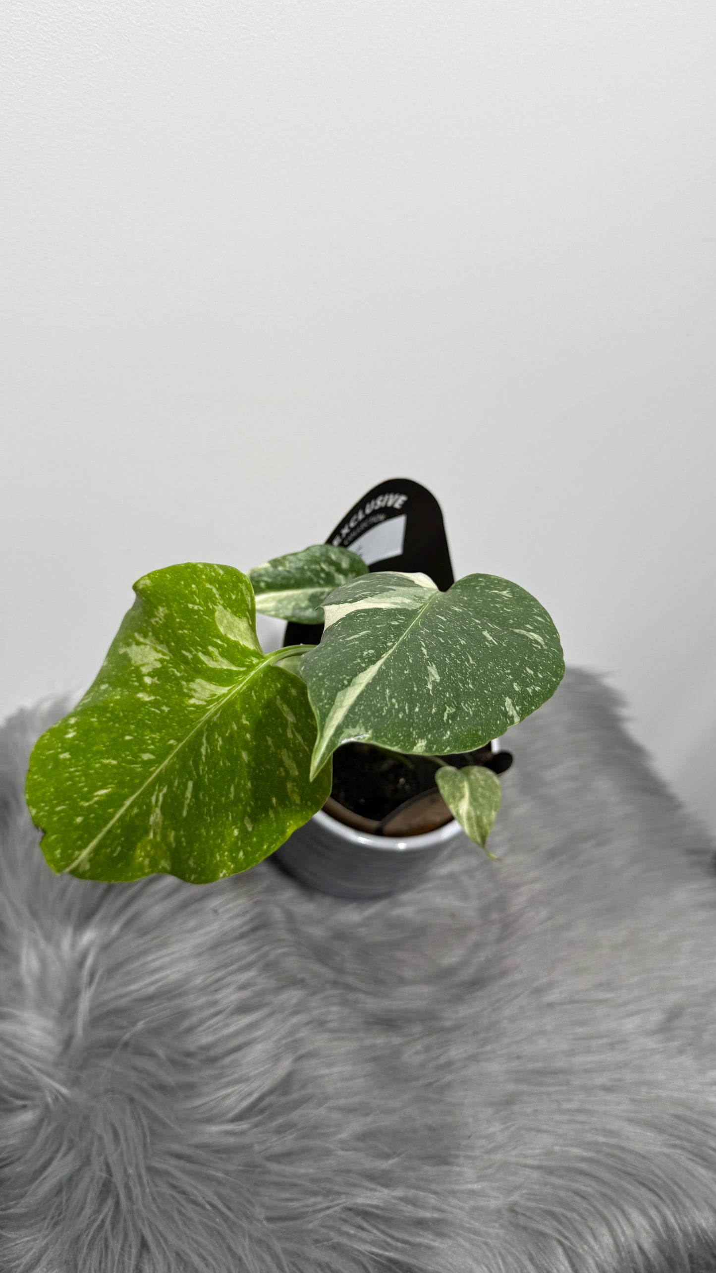 Monstera Thai Constellation