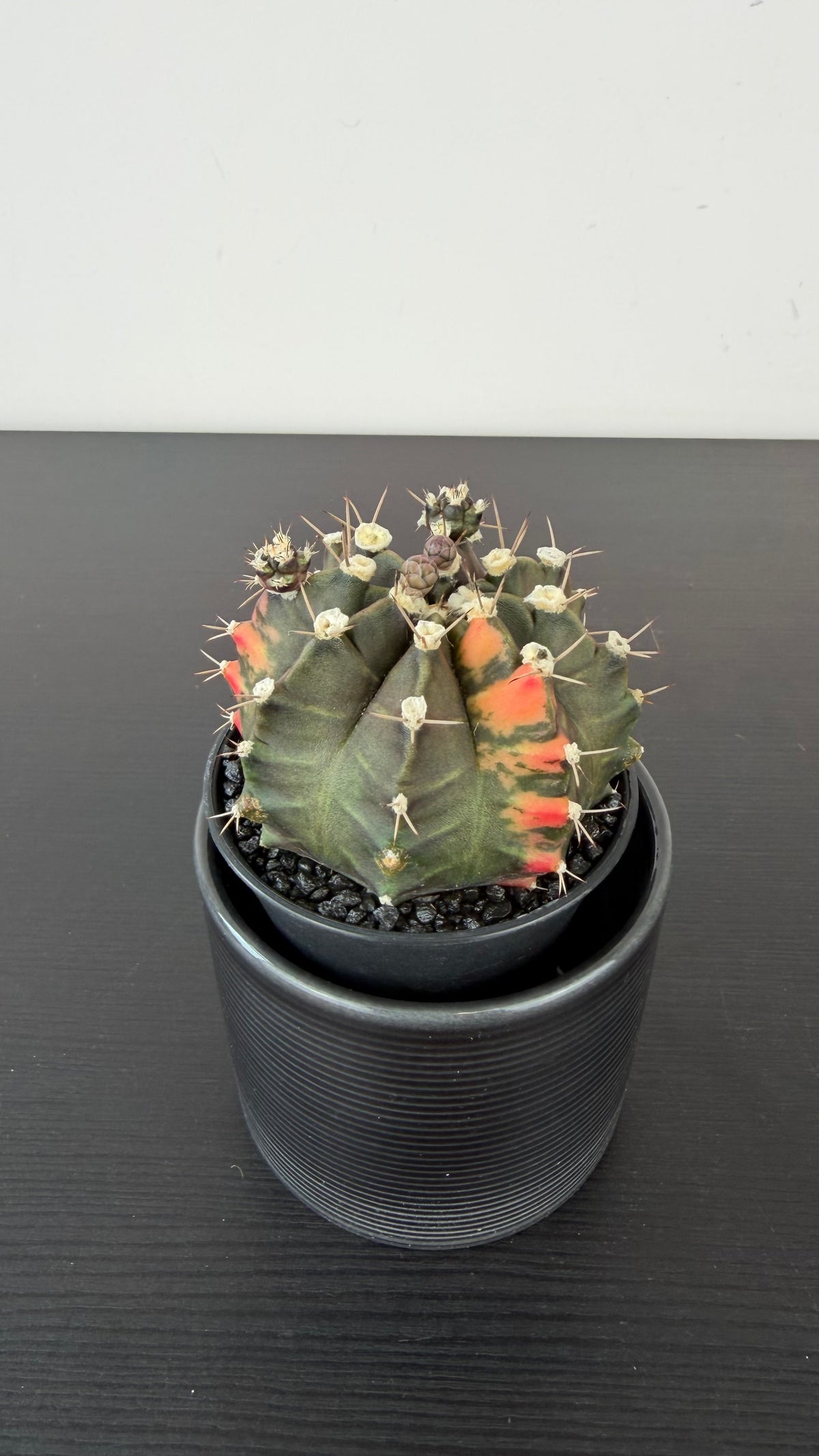 Gymnocalycium mihanovichii variegata