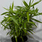 Fargesia Bamboo