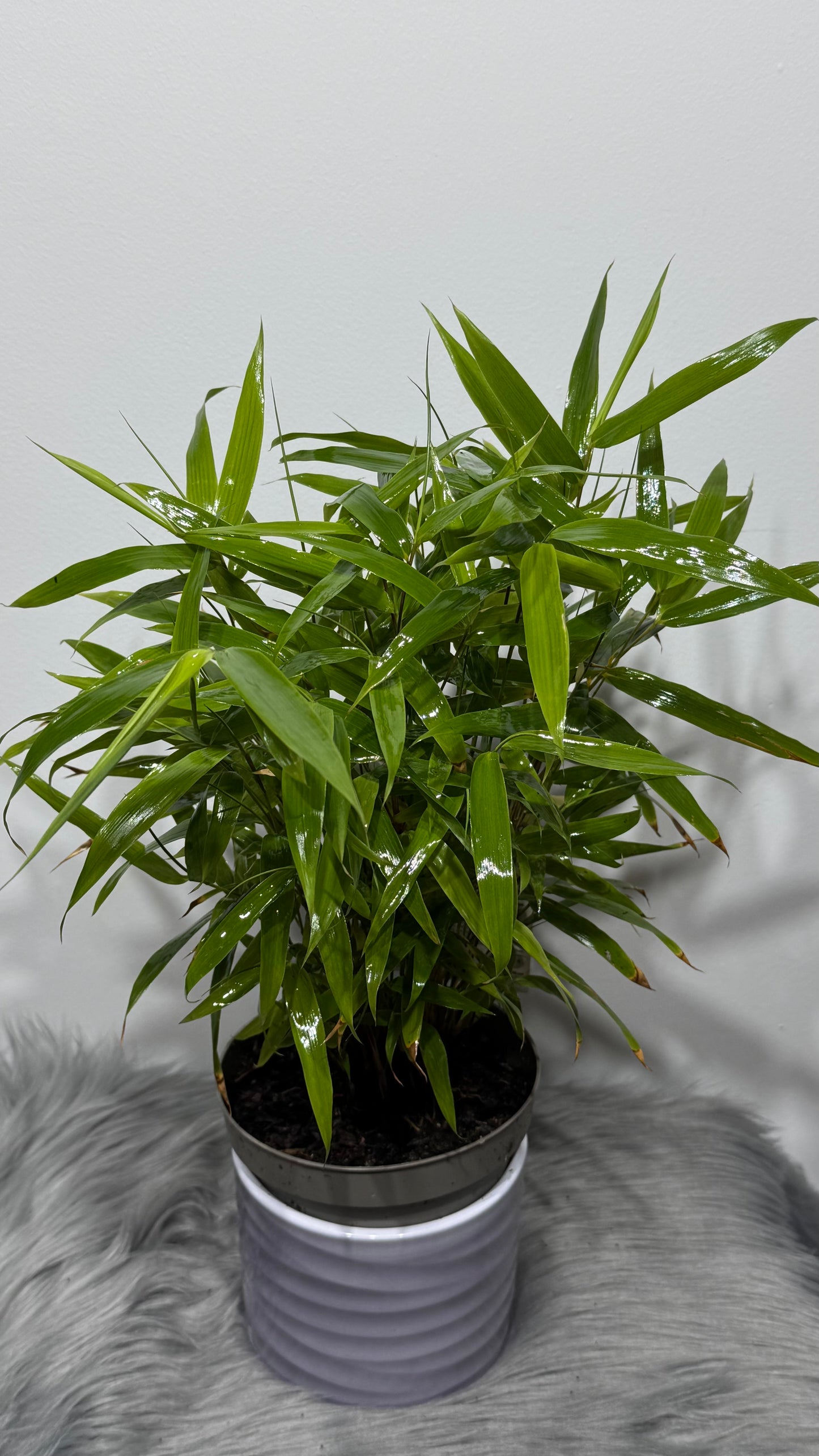 Fargesia Bamboo