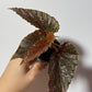 Begonia Pink Spot - www.augi-plants.lv