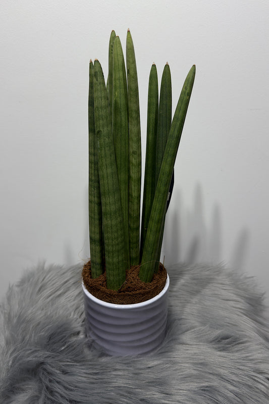 Sansevieria cylindrica
