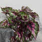 Begonia Beleaf 6