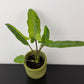 Alocasia lauterbachiana Variegata