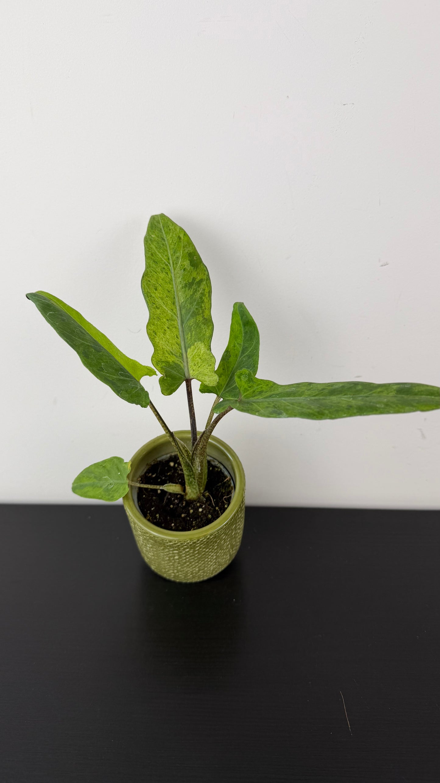 Alocasia lauterbachiana Variegata