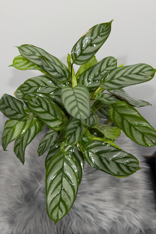 Calathea 6