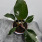 Philodendron White Knight