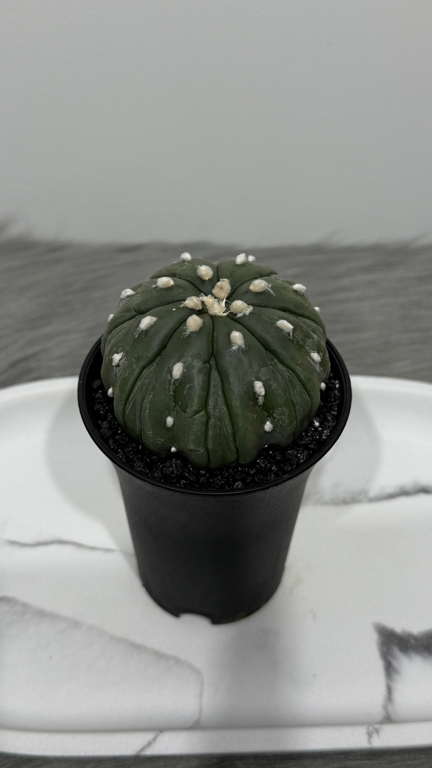 Astrophytum Asterias